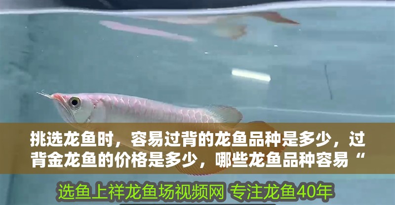 挑選龍魚時(shí)，容易過背的龍魚品種是多少，過背金龍魚的價(jià)格是多少，哪些龍魚品種容易“過背”？