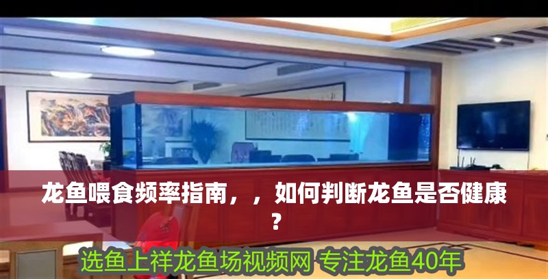 龍魚喂食頻率指南，，如何判斷龍魚是否健康？