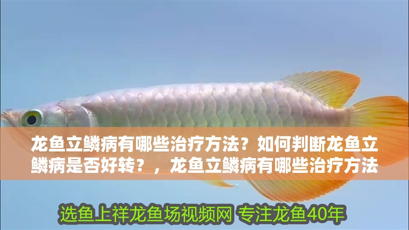 龍魚立鱗病有哪些治療方法？如何判斷龍魚立鱗病是否好轉(zhuǎn)？，龍魚立鱗病有哪些治療方法判斷龍魚立鱗病是否好轉(zhuǎn)