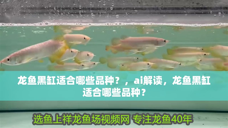 龍魚(yú)黑缸適合哪些品種？，ai解讀，龍魚(yú)黑缸適合哪些品種？