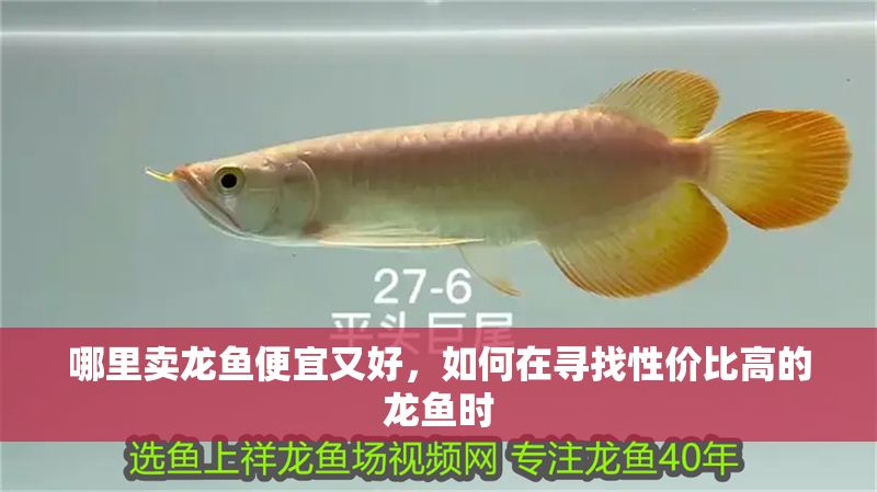 哪里賣龍魚便宜又好，如何在尋找性價(jià)比高的龍魚時(shí)