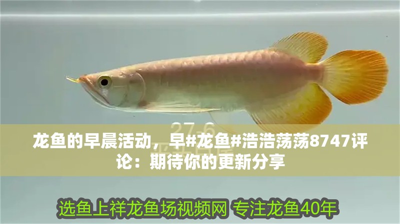 龍魚的早晨活動，早#龍魚#浩浩蕩蕩8747評論：期待你的更新分享