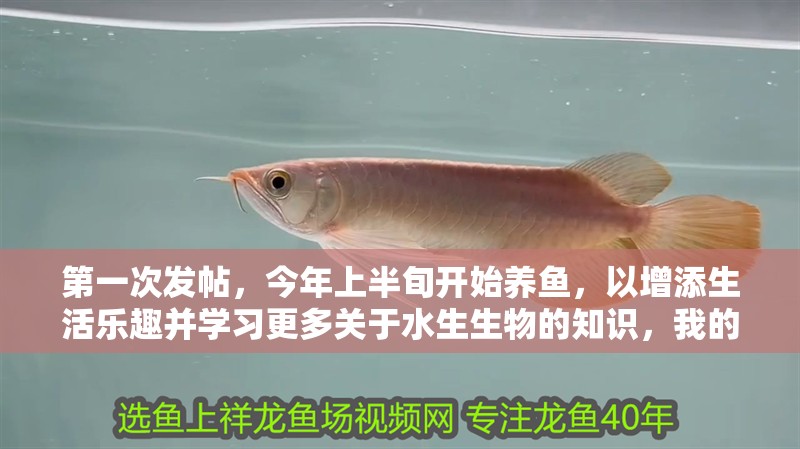 第一次發帖，今年上半旬開始養魚，以增添生活樂趣并學習更多關于水生生物的知識，我的養魚心得
