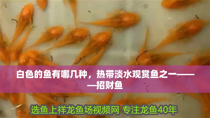 白色的魚有哪幾種，熱帶淡水觀賞魚之一———招財魚