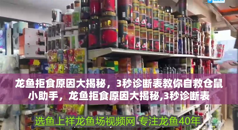 龍魚拒食原因大揭秘，3秒診斷表教你自救倉鼠小助手，龍魚拒食原因大揭秘,3秒診斷表