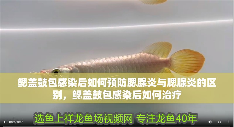 鰓蓋鼓包感染后如何預防腮腺炎與腮腺炎的區(qū)別，鰓蓋鼓包感染后如何治療 鰓蓋鼓包感染后如何預防腮腺炎與腮腺炎的區(qū)別，鰓蓋鼓包感染后如何治療 龍魚百科