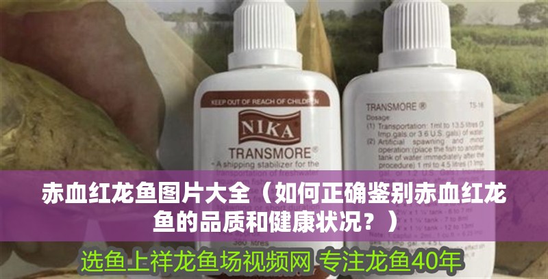 赤血紅龍魚圖片大全（如何正確鑒別赤血紅龍魚的品質(zhì)和健康狀況？）