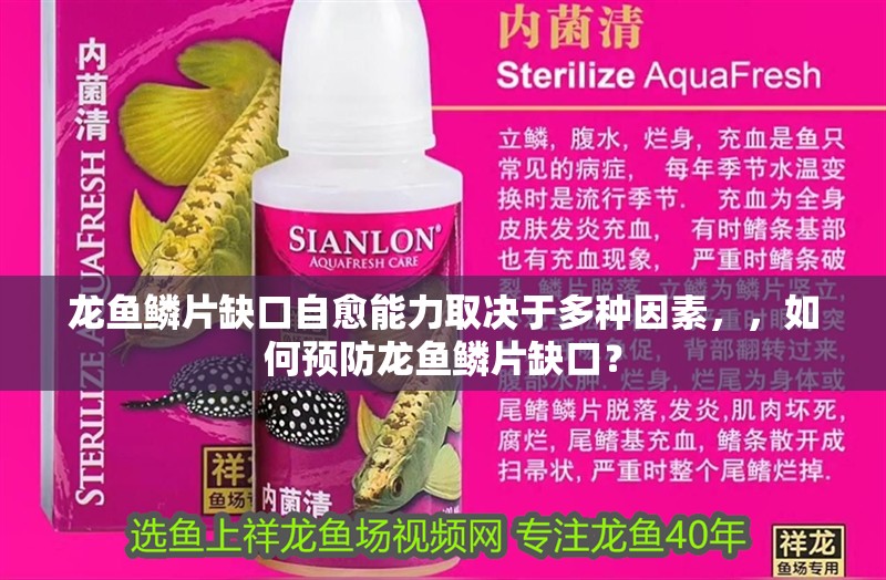 龍魚鱗片缺口自愈能力取決于多種因素，，如何預防龍魚鱗片缺口？