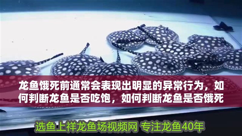 龍魚餓死前通常會表現出明顯的異常行為，如何判斷龍魚是否吃飽，如何判斷龍魚是否餓死