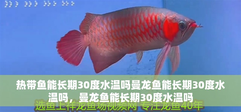 熱帶魚能長期30度水溫嗎曼龍魚能長期30度水溫嗎，曼龍魚能長期30度水溫嗎