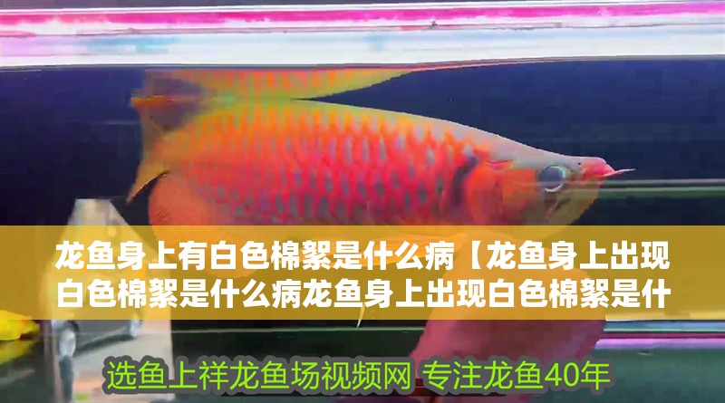 龍魚身上有白色棉絮是什么病【龍魚身上出現(xiàn)白色棉絮是什么病龍魚身上出現(xiàn)白色棉絮是什么病】