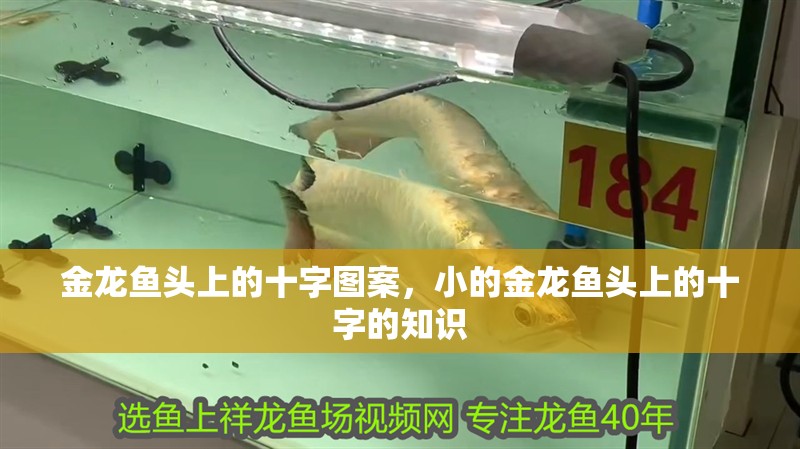 金龍魚頭上的十字圖案，小的金龍魚頭上的十字的知識 金龍魚頭上的十字圖案，小的金龍魚頭上的十字的知識 觀賞魚百科