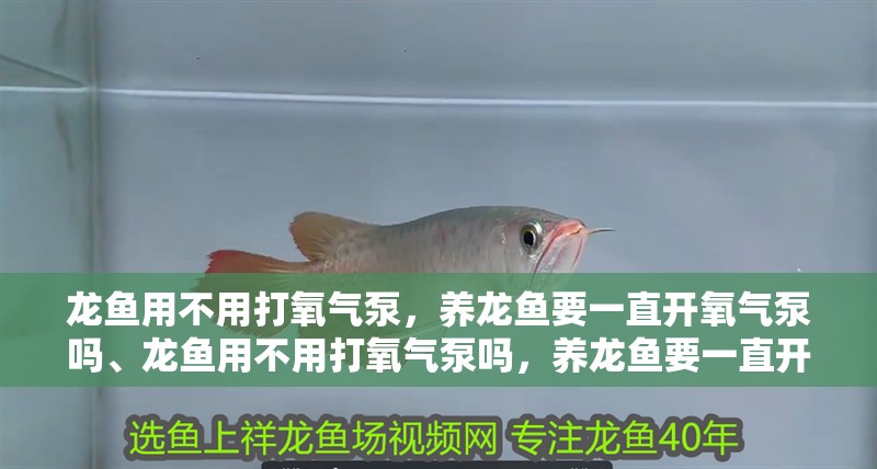龍魚用不用打氧氣泵，養(yǎng)龍魚要一直開氧氣泵嗎、龍魚用不用打氧氣泵嗎，養(yǎng)龍魚要一直開氧氣泵嗎