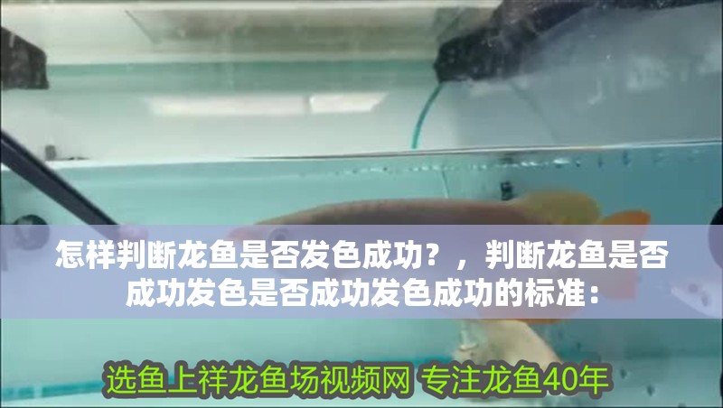 怎樣判斷龍魚是否發(fā)色成功？，判斷龍魚是否成功發(fā)色是否成功發(fā)色成功的標(biāo)準(zhǔn)：