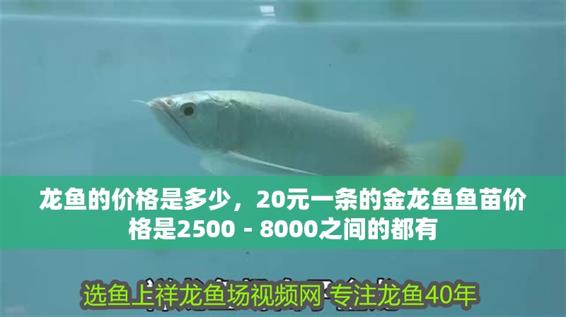 龍魚的價格是多少，20元一條的金龍魚魚苗價格是2500－8000之間的都有