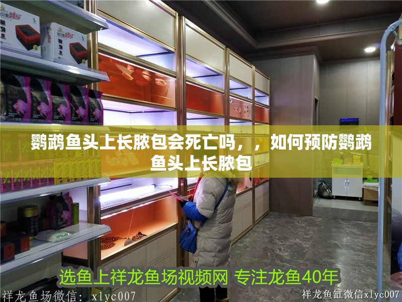 鸚鵡魚頭上長膿包會死亡嗎，，如何預防鸚鵡魚頭上長膿包