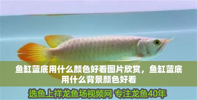 魚缸藍底用什么顏色好看圖片欣賞，魚缸藍底用什么背景顏色好看
