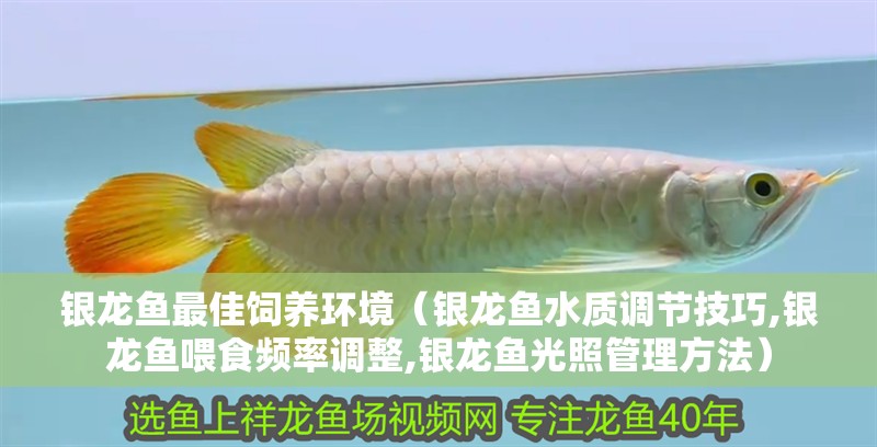 銀龍魚最佳飼養環境（銀龍魚水質調節技巧,銀龍魚喂食頻率調整,銀龍魚光照管理方法）