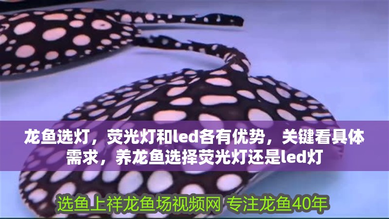 龍魚選燈，熒光燈和led各有優勢，關鍵看具體需求，養龍魚選擇熒光燈還是led燈