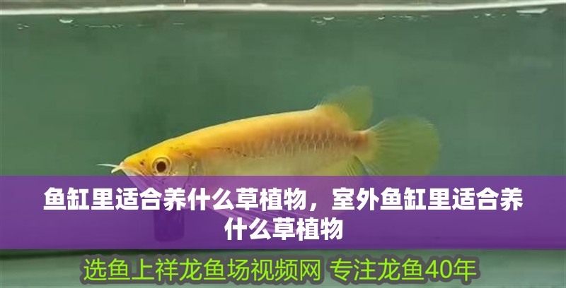 魚缸里適合養(yǎng)什么草植物，室外魚缸里適合養(yǎng)什么草植物