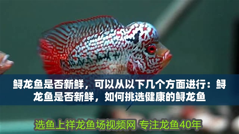 鱘龍魚是否新鮮，可以從以下幾個方面進行：鱘龍魚是否新鮮，如何挑選健康的鱘龍魚
