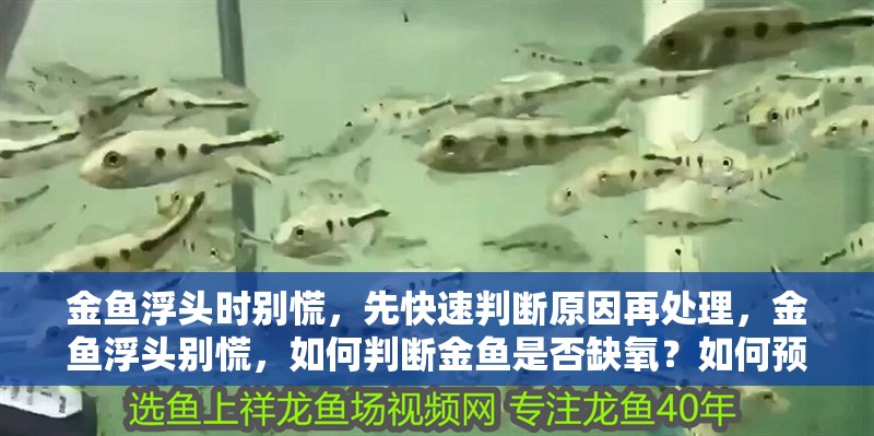 金魚浮頭時別慌，先快速判斷原因再處理，金魚浮頭別慌，如何判斷金魚是否缺氧？如何預防金魚再次浮頭？