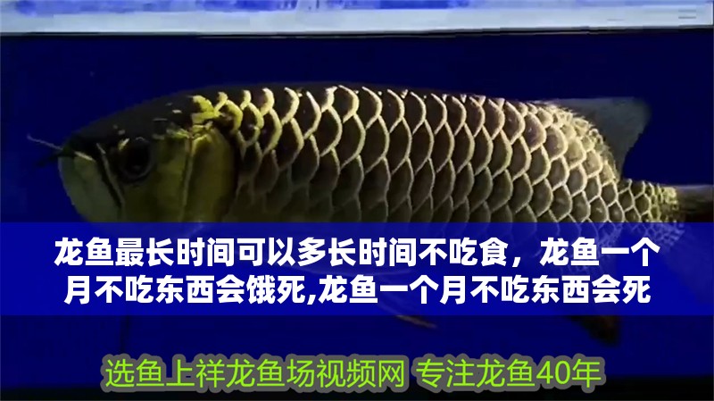 龍魚最長時間可以多長時間不吃食，龍魚一個月不吃東西會餓死,龍魚一個月不吃東西會死