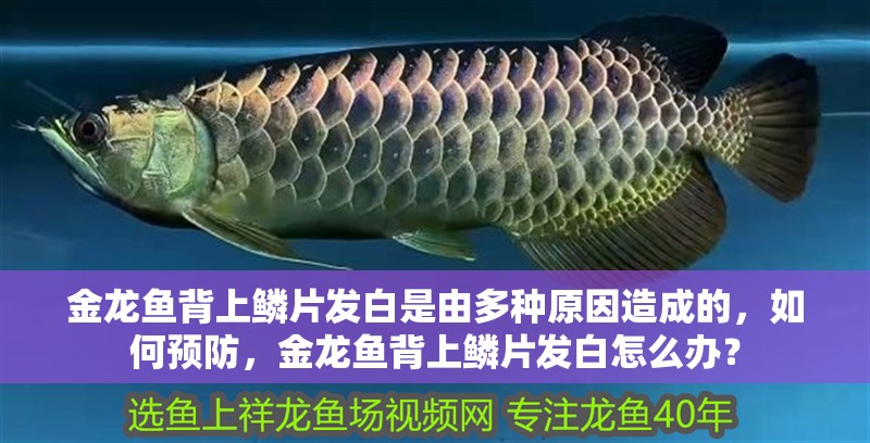 金龍魚背上鱗片發白是由多種原因造成的，如何預防，金龍魚背上鱗片發白怎么辦？