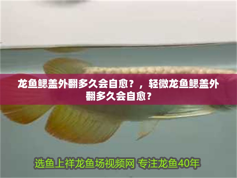 龍魚鰓蓋外翻多久會自愈？，輕微龍魚鰓蓋外翻多久會自愈？