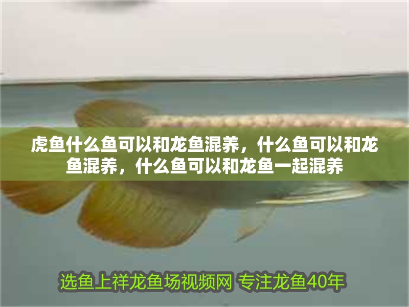 虎魚什么魚可以和龍魚混養，什么魚可以和龍魚混養，什么魚可以和龍魚一起混養