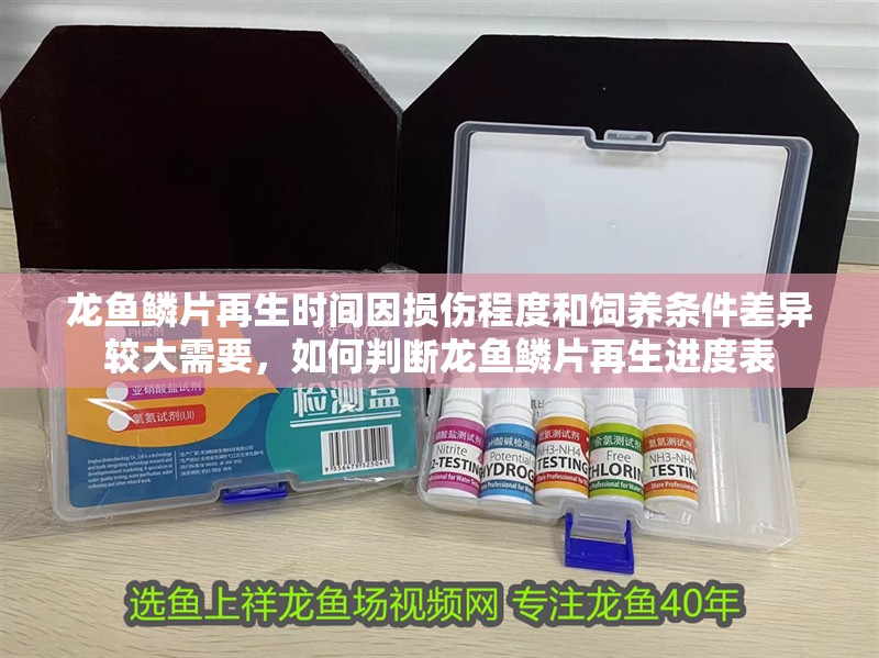 龍魚鱗片再生時間因損傷程度和飼養(yǎng)條件差異較大需要，如何判斷龍魚鱗片再生進度表