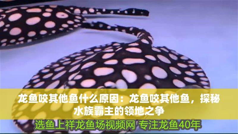 龍魚咬其他魚什么原因：龍魚咬其他魚，探秘水族霸主的領地之爭