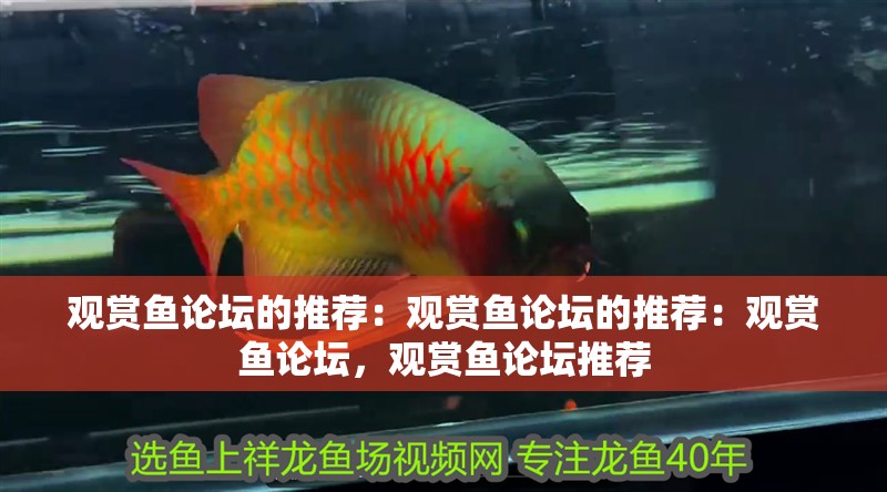 觀賞魚論壇的推薦：觀賞魚論壇的推薦：觀賞魚論壇，觀賞魚論壇推薦