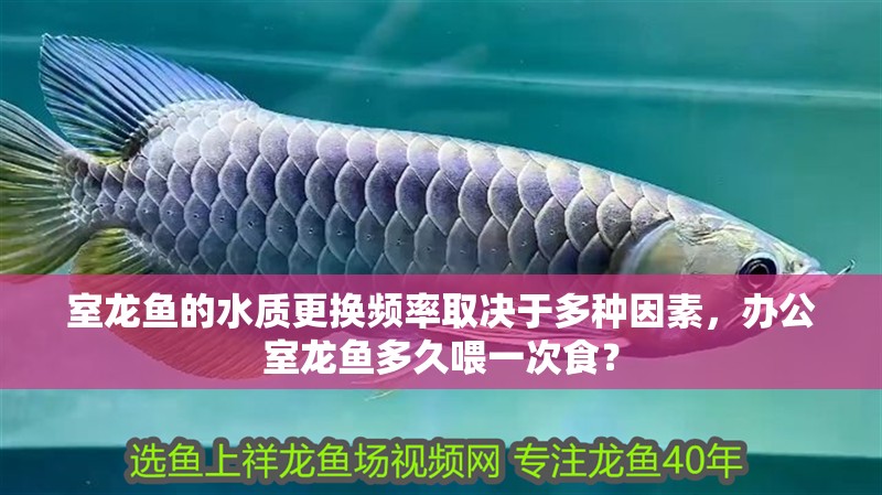 室龍魚的水質(zhì)更換頻率取決于多種因素，辦公室龍魚多久喂一次食？