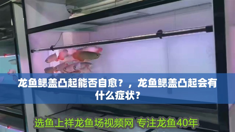 龍魚鰓蓋凸起能否自愈？，龍魚鰓蓋凸起會有什么癥狀？