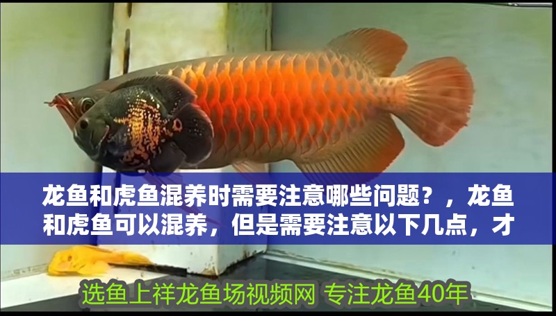 龍魚和虎魚混養時需要注意哪些問題？，龍魚和虎魚可以混養，但是需要注意以下幾點，才能讓它們和諧共處