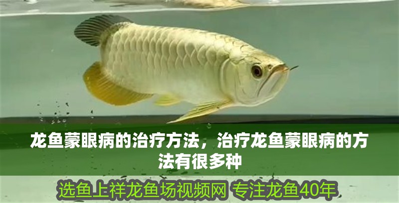 龍魚蒙眼病的治療方法，治療龍魚蒙眼病的方法有很多種