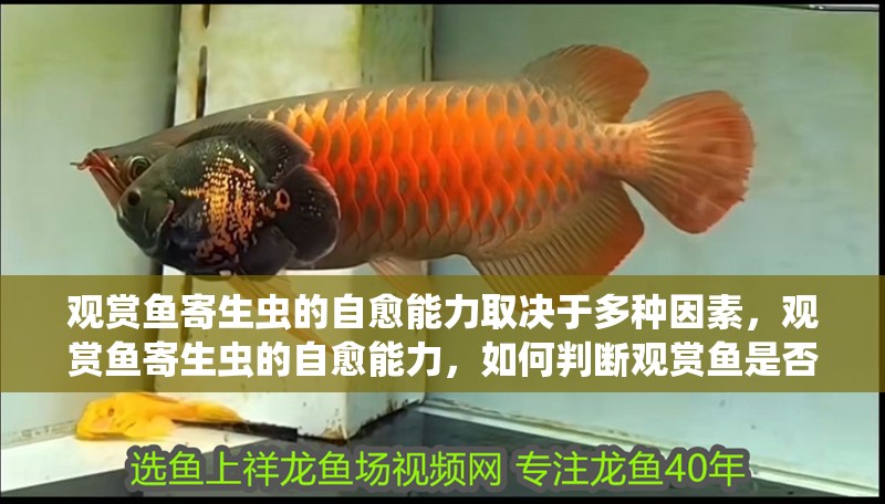 觀賞魚寄生蟲的自愈能力取決于多種因素，觀賞魚寄生蟲的自愈能力，如何判斷觀賞魚是否感染寄生蟲？