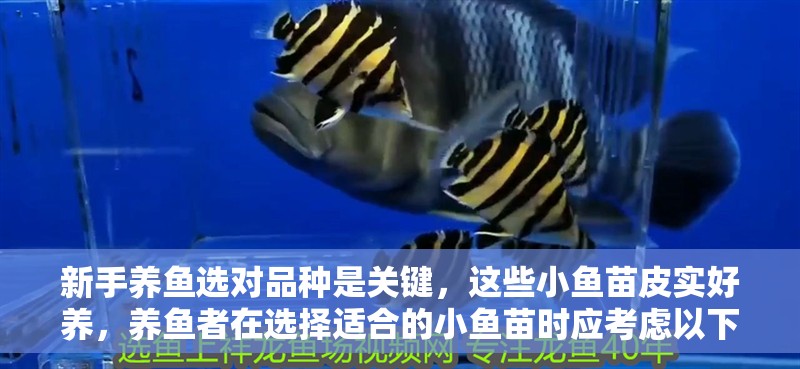 新手養魚選對品種是關鍵，這些小魚苗皮實好養，養魚者在選擇適合的小魚苗時應考慮以下幾個因素