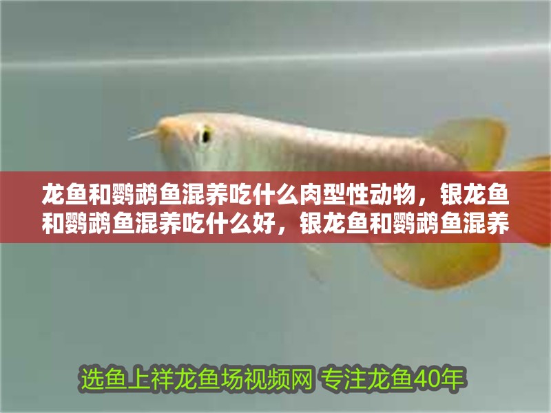 龍魚和鸚鵡魚混養吃什么肉型性動物，銀龍魚和鸚鵡魚混養吃什么好，銀龍魚和鸚鵡魚混養吃什么活食好養 龍魚和鸚鵡魚混養吃什么肉型性動物，銀龍魚和鸚鵡魚混養吃什么好，銀龍魚和鸚鵡魚混養吃什么活食好養 觀賞魚百科 第4張