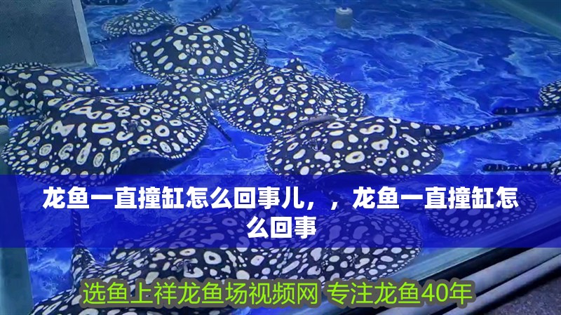 龍魚一直撞缸怎么回事兒，，龍魚一直撞缸怎么回事