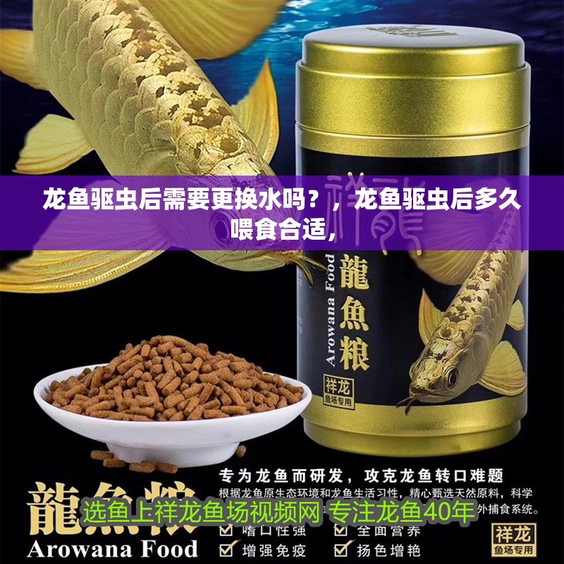 龍魚驅蟲后需要更換水嗎？，龍魚驅蟲后多久喂食合適，