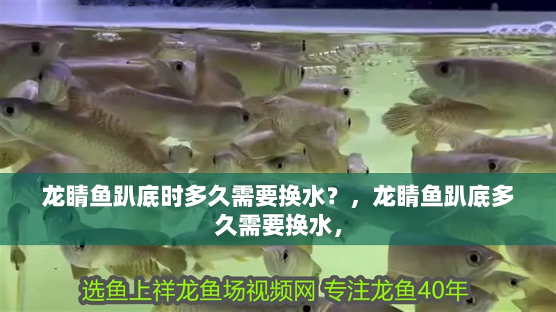 龍睛魚趴底時多久需要換水？，龍睛魚趴底多久需要換水，