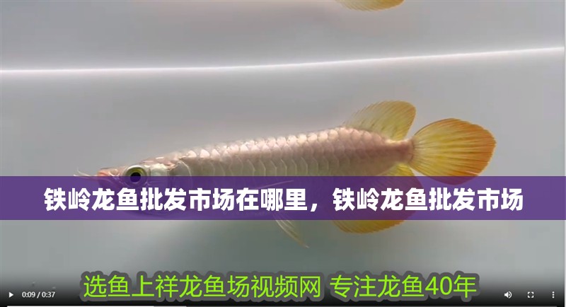 鐵嶺龍魚批發市場在哪里，鐵嶺龍魚批發市場