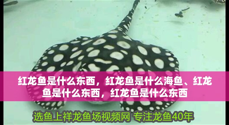 紅龍魚是什么東西，紅龍魚是什么海魚、紅龍魚是什么東西，紅龍魚是什么東西