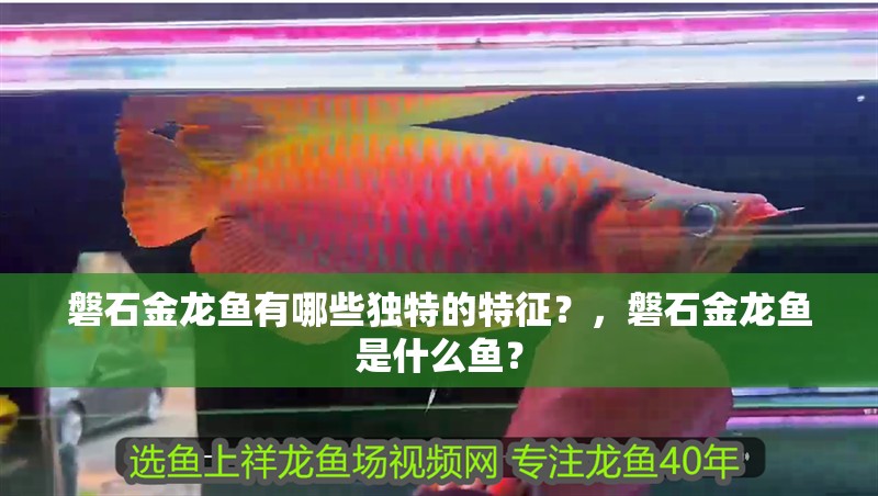 磐石金龍魚有哪些獨特的特征？，磐石金龍魚是什么魚？