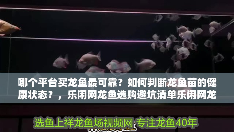 哪個平臺買龍魚最可靠？如何判斷龍魚苗的健康狀態？，樂閑網龍魚選購避坑清單樂閑網龍魚評價