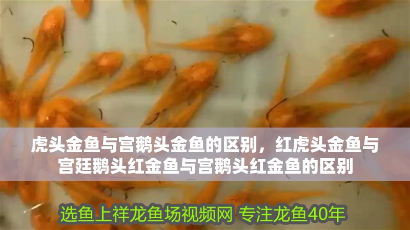 虎頭金魚與宮鵝頭金魚的區別，紅虎頭金魚與宮廷鵝頭紅金魚與宮鵝頭紅金魚的區別