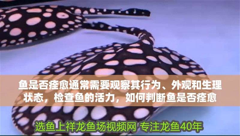 魚是否痊愈通常需要觀察其行為、外觀和生理狀態，檢查魚的活力，如何判斷魚是否痊愈