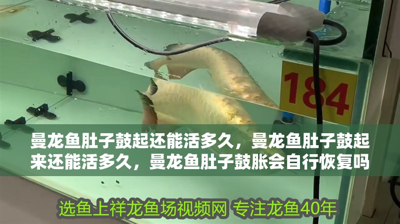 曼龍魚肚子鼓起還能活多久，曼龍魚肚子鼓起來還能活多久，曼龍魚肚子鼓脹會自行恢復嗎